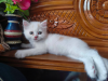 Mix Breed Persian
